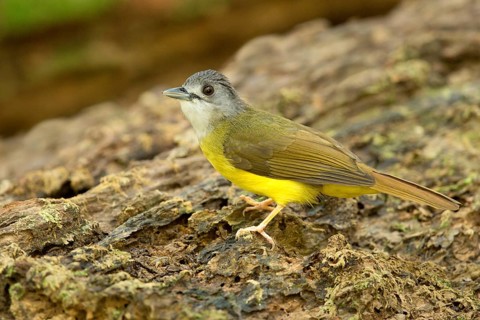 Yellow-bellied Bulbul (Alophoixus phaeocephalus), Pahang, Malaysia