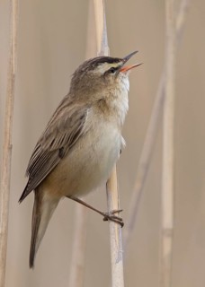 Sedge Warbler (Acrocephalus schoenobaenus) singing in reedbed, Wales, United Kingdom
