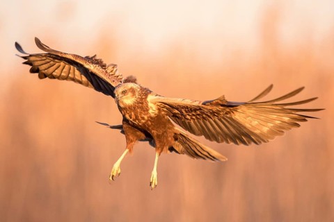 Western Marsh Harrier (Circus aeruginosus) female flying, Castile-La Mancha, Spain