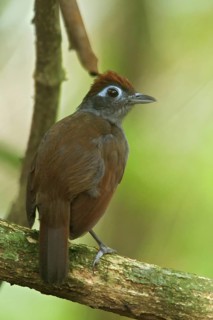 Sooty Antbird (Myrmeciza fortis), Manu National Park, Peru