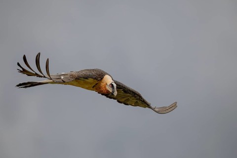 Bearded vulture (Gypeatus barbatus), in flight, Pyrenees, Spain