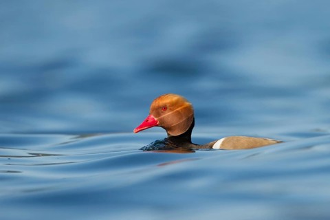 Red-crested Pochard (Netta rufina) male, Zurich, Switzerland
