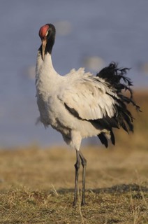 Black-necked Crane (Grus nigricollis), Dashanbo, China