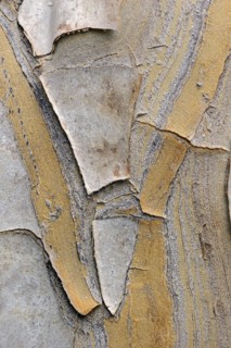 Quiver tree (Aloe dichotoma), bark detail, native to southern Africa