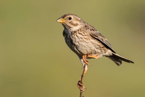 Corn Bunting (Emberiza calandra) male perched on a branch, Lesvos, Greece