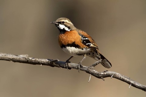 Chestnut-breasted Quail-thrush (Cinclosoma castaneothorax) male, Queensland, Australia