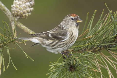 Lesser Redpoll (Acanthis cabaret), Wales, United Kingdom