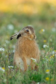 European brown hare (Lepus europaeus) juvenile leveret animal in grassland amongst wildflowers in
