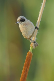 Eurasian Penduline Tit (Remiz pendulinus) female, Seville, Spain