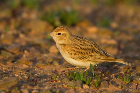 Short-toed Lark - Kurzzehenlerche - Calandrella brachydactyla ssp. rubiginosa, Morocco, adult