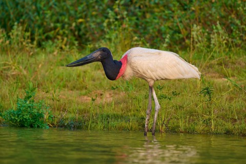 Jabiru standing focussed at the water's edge, the characteristic black cap and red neck stand out,