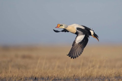 King Eider (Somateria spectabilis) male flying, Alaska, USA