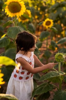 A young girl in a white dress admires a sunflower in a sunlit field. The warm lighting and lush