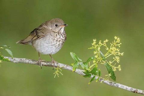 Grey-cheeked Thrush (Catharus minimus) perched on a branch, Texas, USA
