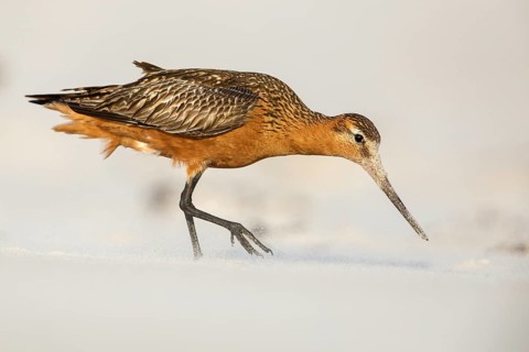 Bar-tailed Godwit (Limosa lapponica) male foraging, Poland