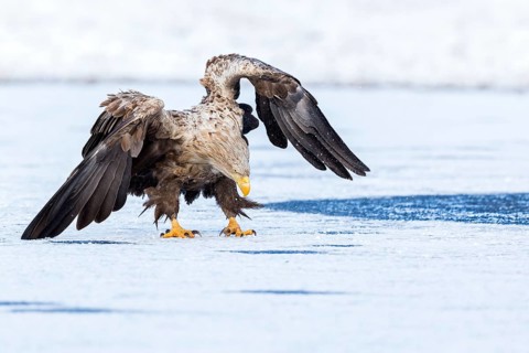 White-tailed Eagle (Haliaeetus albicilla) adult on ice, Poland
