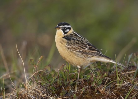 Smith's Longspur (Calcarius pictus), Alaska, USA
