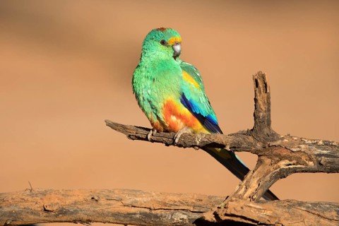 Mulga Parrot (Psephotellus varius) male perched on an old tree trunk, Queensland, Australia