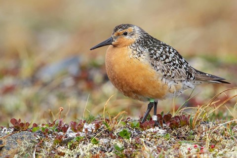Red Knot (Calidris canutus) perched on the tundra in Nome, Alaska