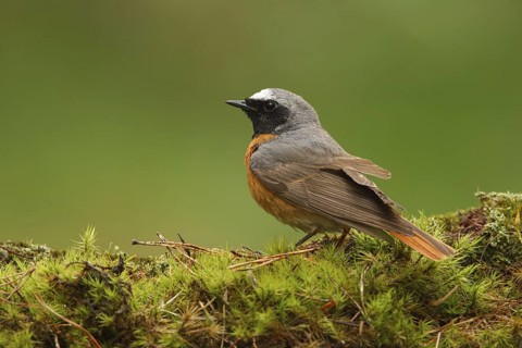 Common Redstart (Phoenicurus phoenicurus) male, Utrecht, Netherlands