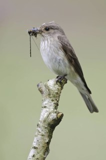 Spotted Flycatcher (Muscicapa striata), Lower Saxony, Germany