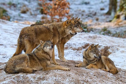 Four wolves together on a snow hill, pack, winter, wolf (Canis lupus), Germany
