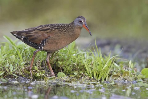 Virginia Rail (Rallus limicola), Ontario, Canada