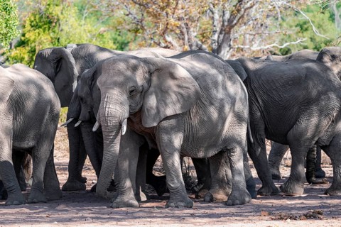 Herd of African elephants (Loxodonta africana), desert elephants, riverbed of the Ugab River,