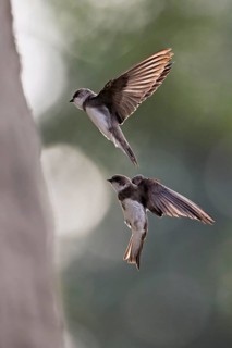 Two sand martins (Riparia riparia), in flight, Reussegg nature reserve, Canton Aargau, Switzerland