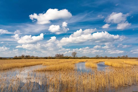 Reeds on the banks of Dümmer, Lake Dümmer, Hüde, Lower Saxony, Germany