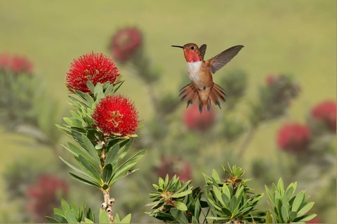Rufous Hummingbird (Selasphorus rufus) male flying, Texas, USA