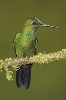 Green-crowned Brilliant (Heliodoxa jacula), Ecuador