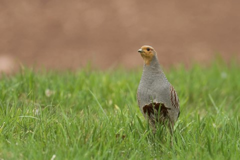 Grey Partridge (Perdix perdix) male, Rhineland-Palatinate, Germany