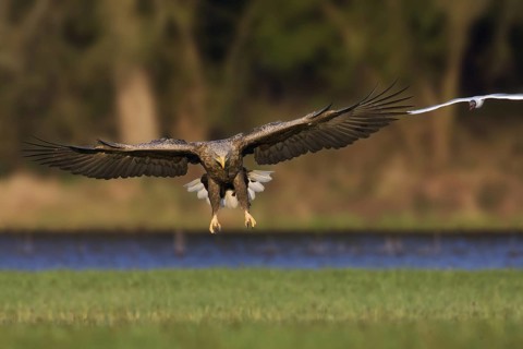 White-tailed Eagle (Haliaeetus albicilla) juvenile flying, Saxony-Anhalt, Germany