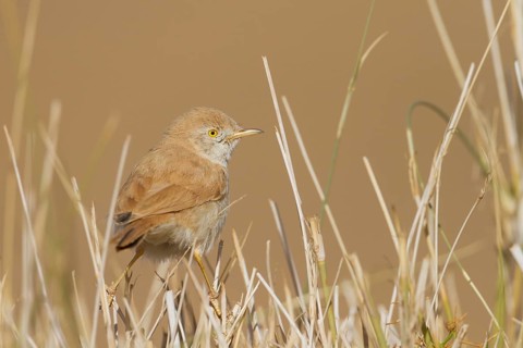 African Desert Warbler - Saharagrasmücke - Sylvia deserti, Morocco