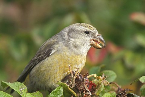 Parrot Crossbill (Loxia pytyopsittacus) female, Schleswig-Holstein, Germany