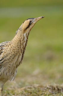 Rohrdommel (Botaurus stellaris), Bittern, Altvogel im Winter, Portrait, Februar, Muenster,
