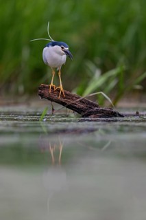 Black-crowned black crowned night heron (Nycticorax nycticorax), Bihoreau gris, HÈron bihoreau,