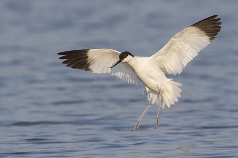 Pied Avocet (Recurvirostra avosetta) flying, Texel, Netherlands