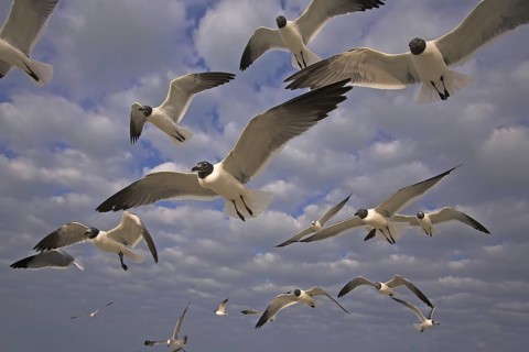 Laughing Gull (Leucophaeus atricilla), Florida, USA