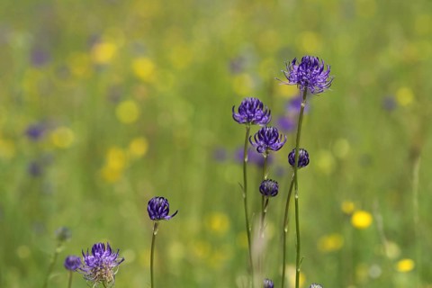 Round-headed rampion (Phyteuma orbiculare), Badberg, Kaiserstuhl, Baden-Württemberg, Germany