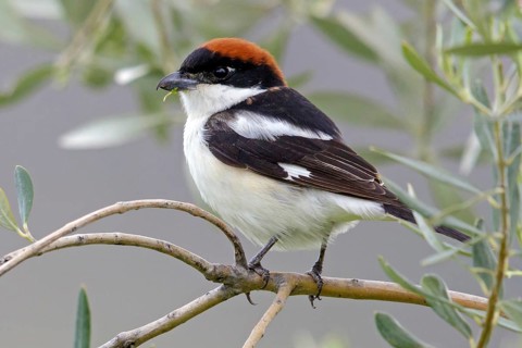 Red-headed Shrike, (Lanius senator), Animals, Birds, Sotzwarte, Songbird, Shrike family, Lesbos,