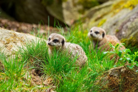 Meerkat (Suricata suricatta) standing in the grass, curious, Germany