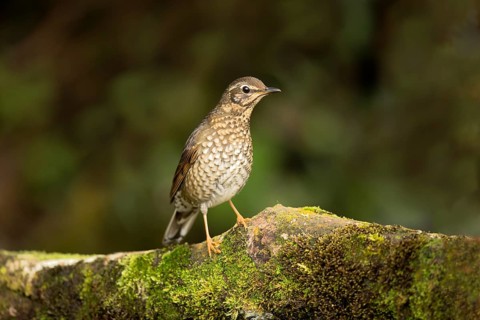 Siberian Thrush (Geokichla sibirica) female perched on a mossy log, Pahang, Malaysia