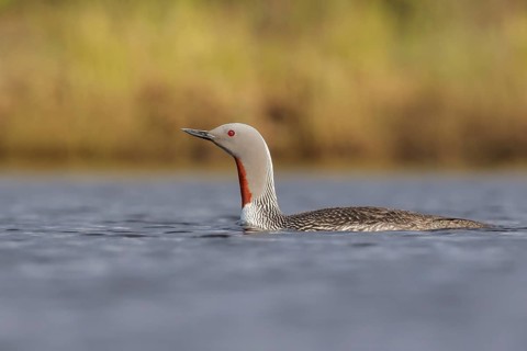 Red-throated Loon (Gavia stellata) in a pond near Nome, Alaska