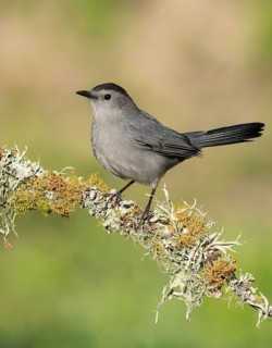 Grey Catbird (Dumetella carolinensis) perched on a mossy branch, Texas, USA