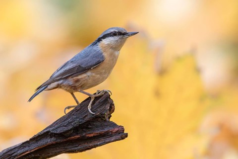 Eurasian Nuthatch (Sitta europaea) perched on a tree trunk, Poland