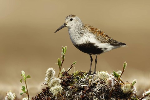 Dunlin (Calidris alpina), Alaska, USA