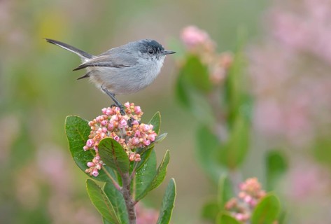 California Gnatcatcher Male (Polioptila californica) Rancho Palos Verdes, California