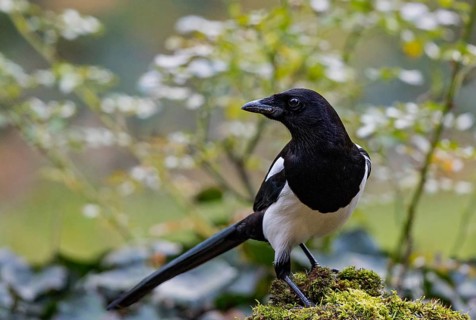 Eurasian Magpie (Pica pica), Bavaria, Germany